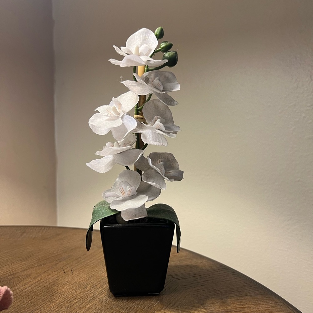 Adorable little plant for home decor!